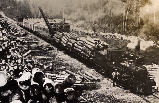 UP Logging Photo